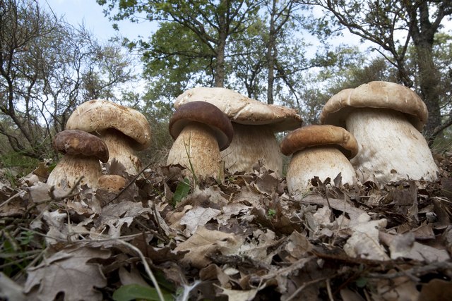 Boletus-Edulis-foto-Brotzu.jpg