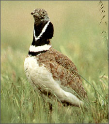 gallina_prataiola.jpg