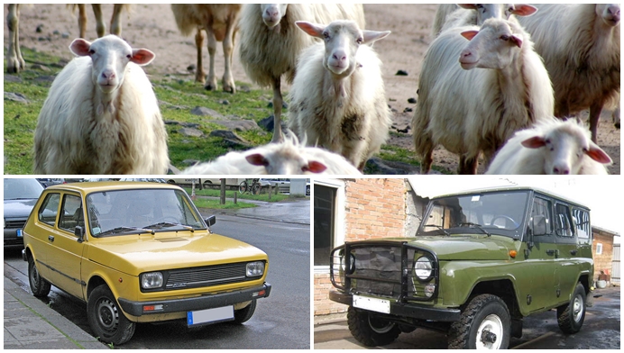 fuoristrada-fiat-pecore.jpg