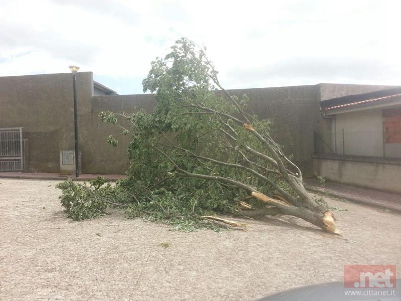albero-scuola.jpg