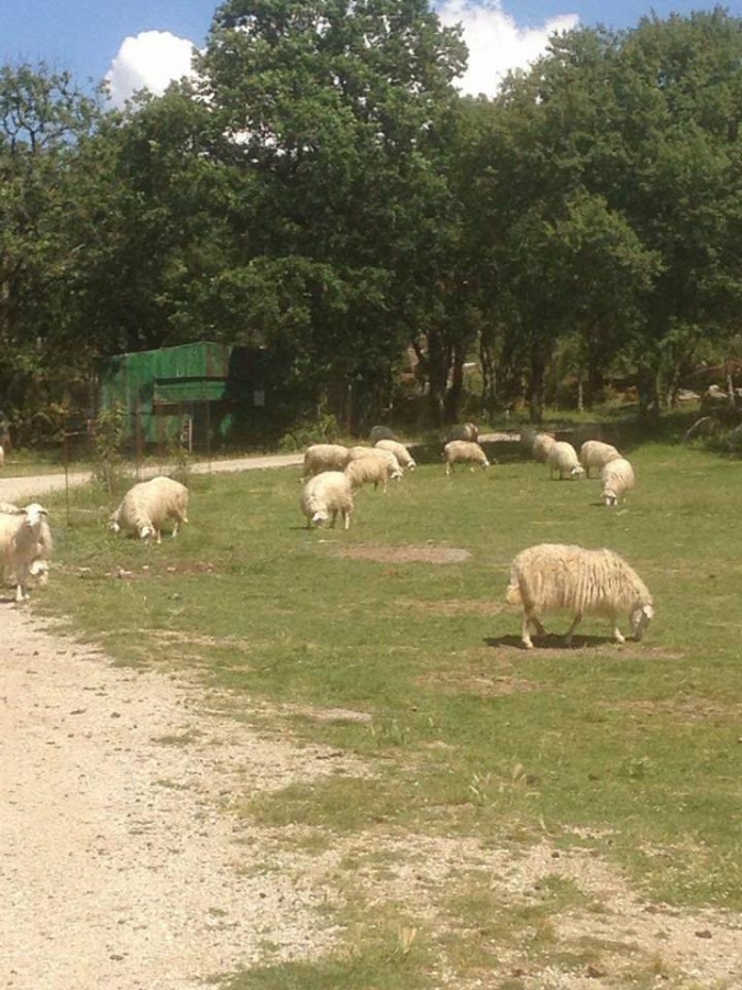 ortachis-bestiame.jpg